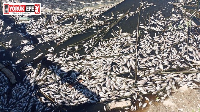 Büyük Menderes’teki balık ölümleri tedirgin etti