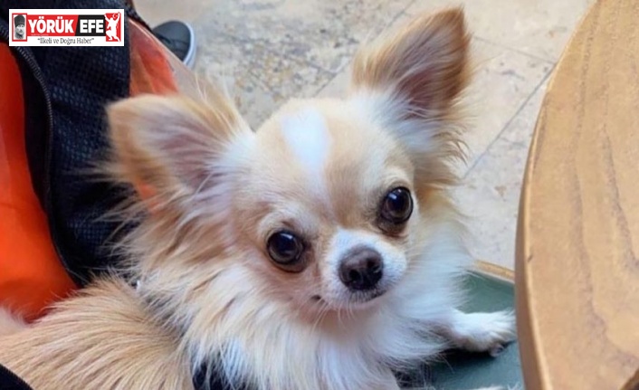 Evin önünden çalınan köpeği polis ekipleri buldu