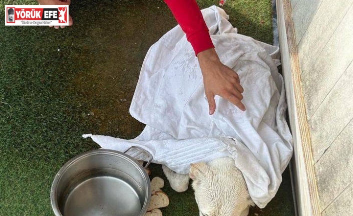 Kayalıklarda mahsur kalan köpeği gezi teknesi çalışanları kurtardı