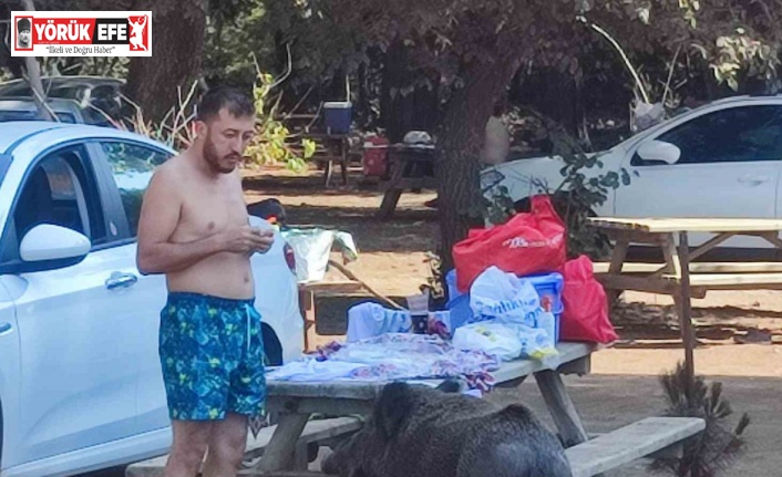 Milli parkta tatilciler domuzları elleriyle besliyor