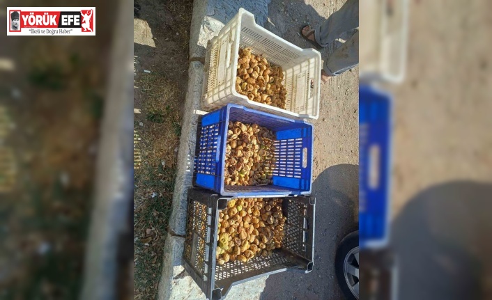 Sultanhisar’da incir hırsızı yakalandı