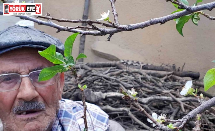 Erik mevsimleri şaşırdı, aynı yılda ikinci ürünü veriyor