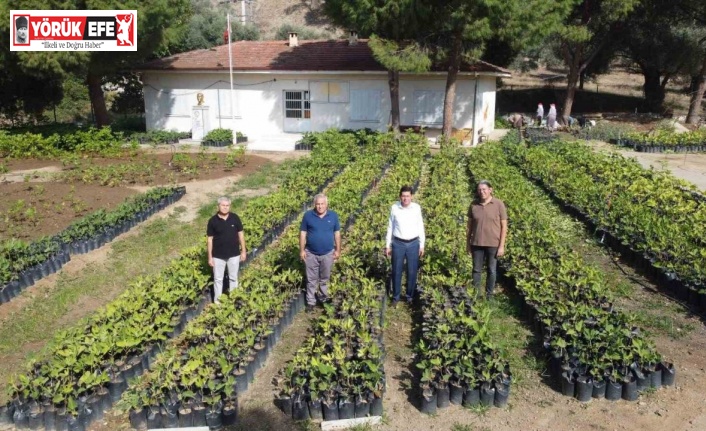 Nazilli Belediyesi, binlerce fidanı kendi üretiyor