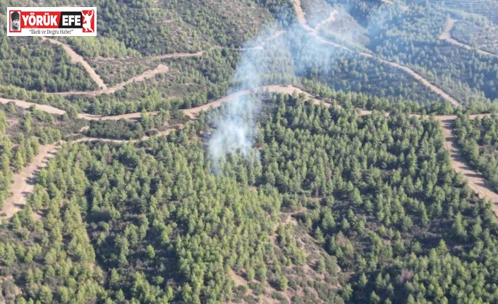 Nazilli’de orman yangını