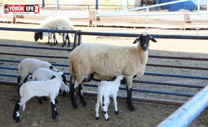 Aydın Büyükşehir Belediyesi’nin Sakız Koyunu Çiftliği’nde doğumlar devam ediyor
