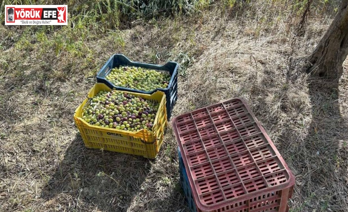 Çaldığı zeytinlerle suçüstü yakalandı