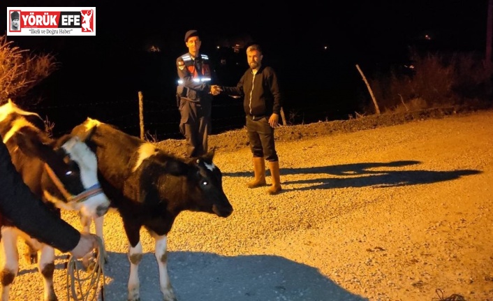 Jandarma, kaybolan inekleri kısa sürede buldu