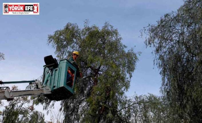 Kuşadası’nda ağaç atıkları yakıta dönüşüyor