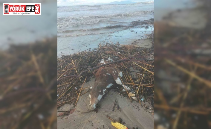 Kuşadası’nda aşırı yağış sonrası bir inek telef oldu