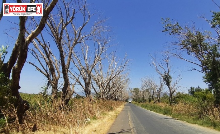 Söke Belediyesi, kuruyan akçakavak ağaçları için harekete geçti