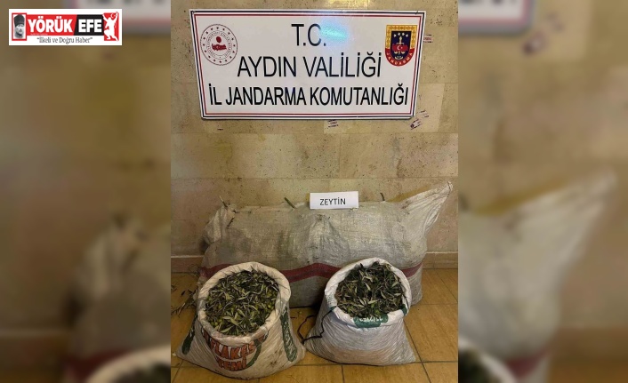 Zeytin hırsızları yakalandı