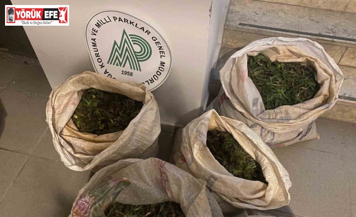 Aydın’da 130 kilogram salep soğanı ele geçirildi