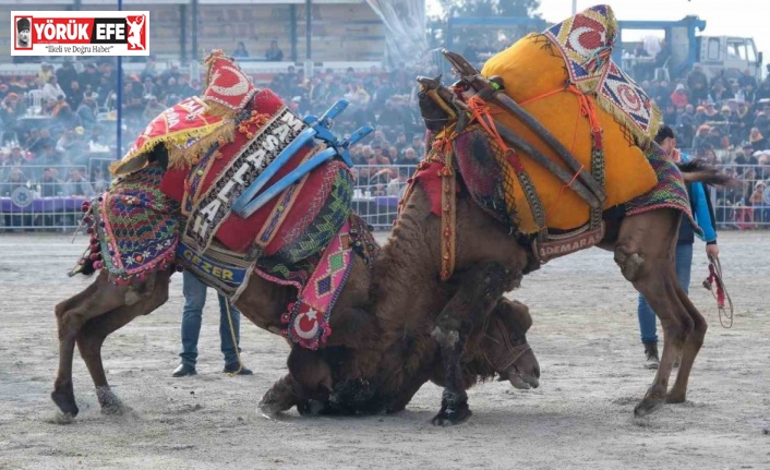 Dünya kupasının sahibi ‘Ayhan Bey’ adlı pehlivan deve oldu