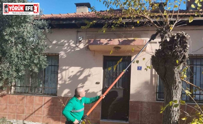 Efeler’de ağaç budama çalışmaları sürüyor