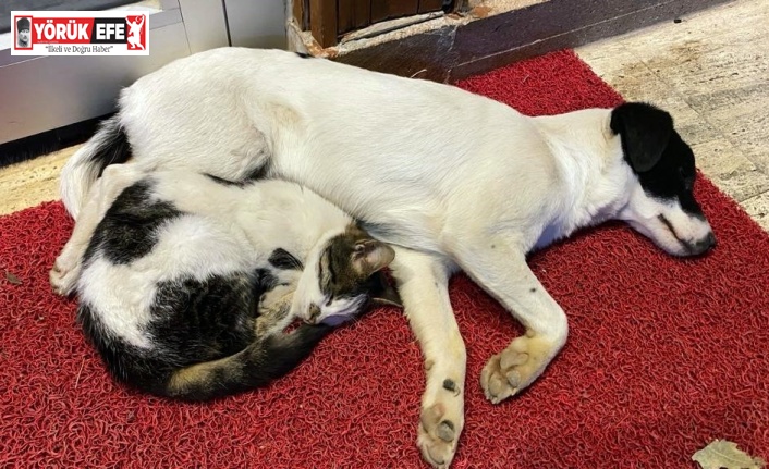 Ezeli düşmanların dostluğu görenlerin içini ısıtıyor
