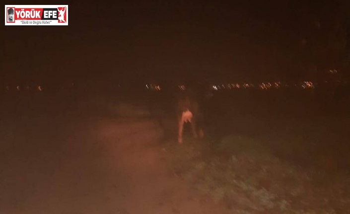 Jandarma kayıp hayvanı buldu