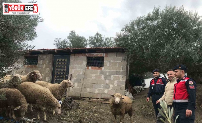 Kaybolan koyunları, jandarma kısa sürede buldu