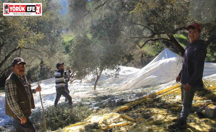 Üreticiler bu yıl zeytin değil altın topluyor