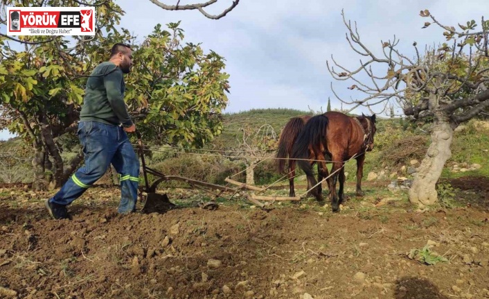 Zorlu araziler at ve katırlarla hazırlanıyor
