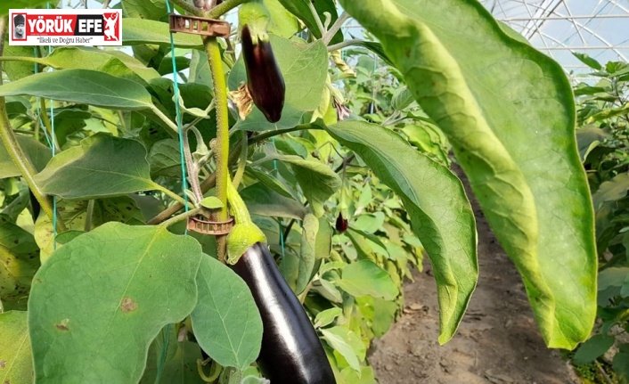 Aydın’da biyoteknik mücadele çalışmaları devam ediyor