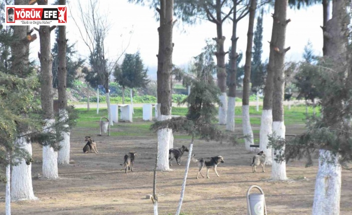 Başkan Kaya: “İncirliova kimsenin köpek bırakma alanı değil”