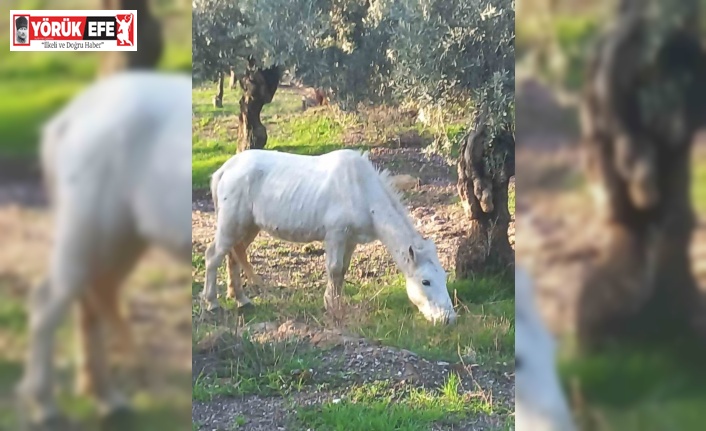 Çift sezonu bitince azat edilen atlar vatandaşları çileden çıkardı