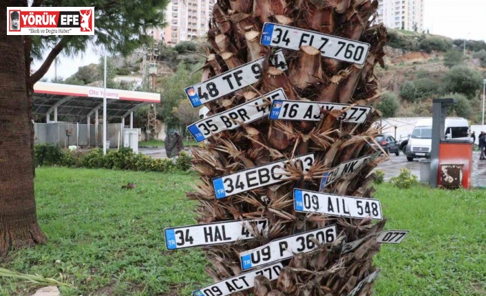 Dilek ağacı değil plaka ağacı