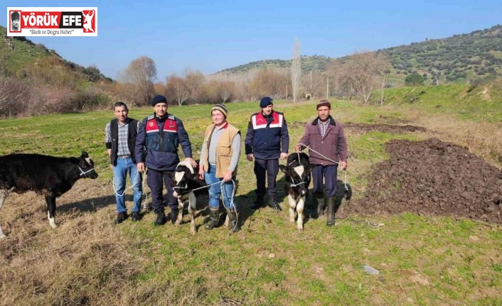 Kaybolan 3 buzağı jandarma ekiplerince bulundu
