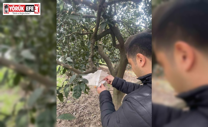 Söke’de zararlı sinek tuzakları kontrol edildi