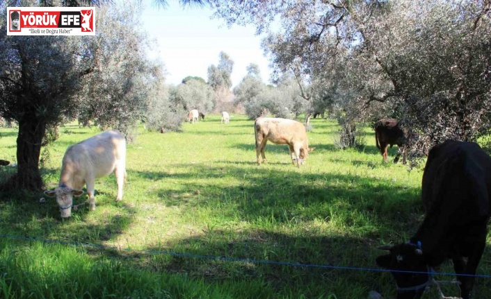 Aydın’da küresel ısınma ineklere yaradı