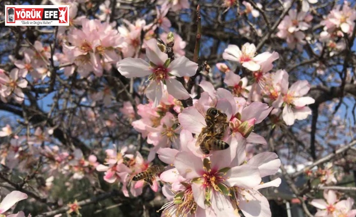 Bademler çiçek açtı arılar çalışmaya başladı