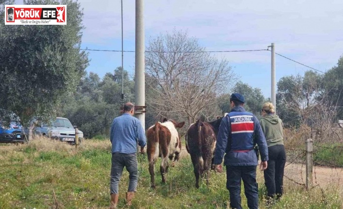 Kayıp hayvanları jandarma buldu