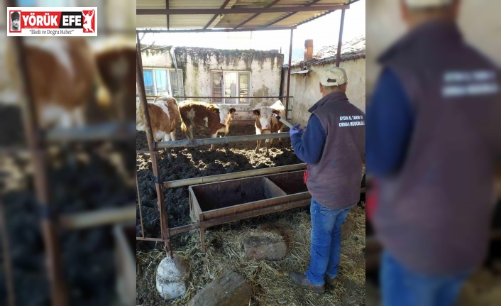 Koçarlı İlçe Tarım’dan üreticilere “aşı” çağrısı