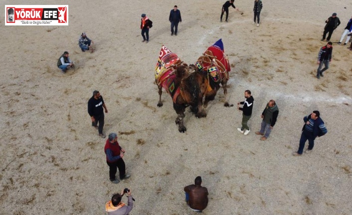 Nazilli’de deve güreşi festivali iptal edildi