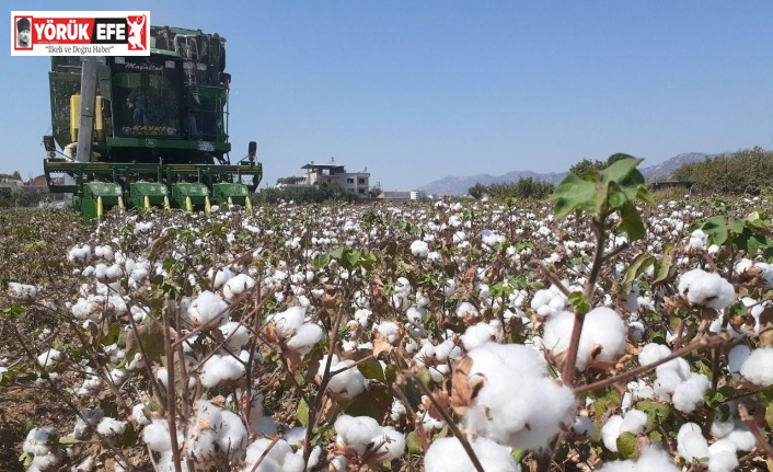 Söke’de 1 ayda 5 bin ton pamuk ihraç edildi