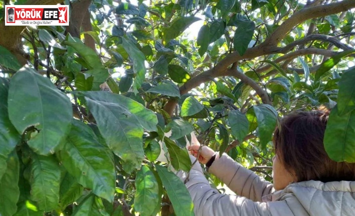 Söke’de Akdeniz meyve sineği tuzak kontrolleri yapıldı