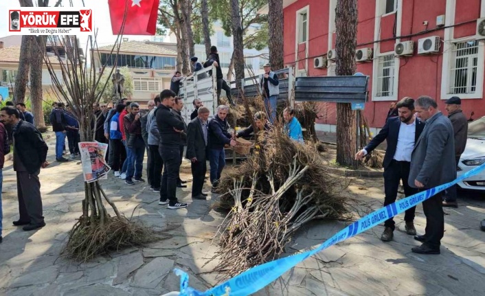 Gal arısı zararlısına karşı geliştirilen kestane fidanları üreticiye dağıtıldı