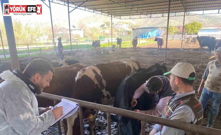 Koçarlı’da hayvan çiftlikleri kontrol altında