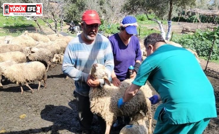 Söke’de küçükbaş hayvanlar aşılandı