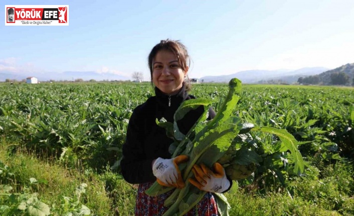 Yeşil elmas ’enginar’ tarlada 20, tabakta 400 lira