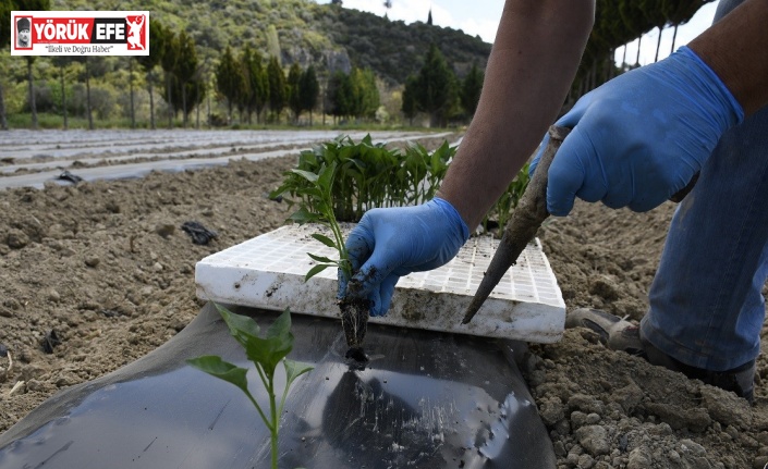 Adabahçe’de yaz sezonu hazırlıkları başladı