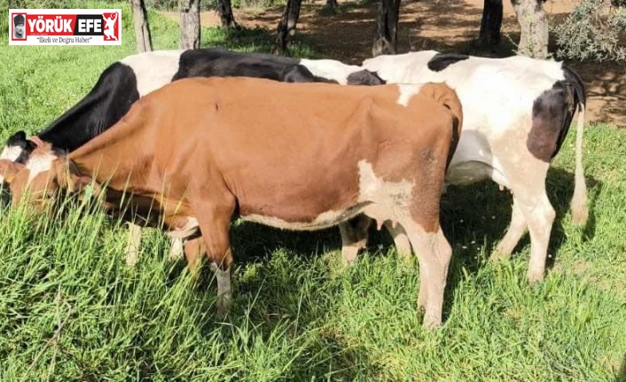 Aydın’da kayıp hayvanları jandarma ekipleri buldu