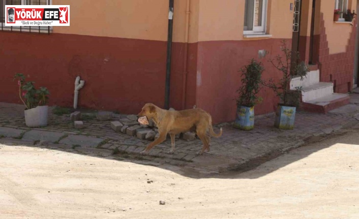 Kasabı uyutan anne köpek gözünü kırpmadan eti alıp gitti