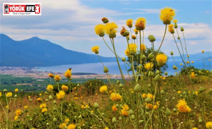 Kuşadası’nda yeni Tülüşah alanı keşfedildi