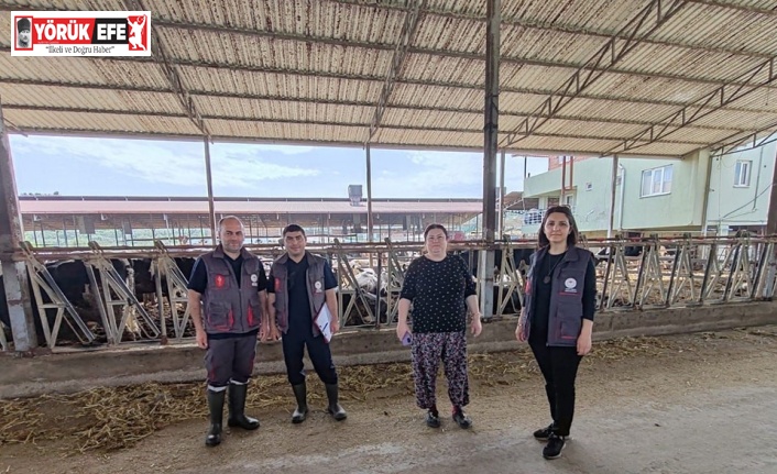 Kuyucak’ta damızlık sığır ithalatı işletmeleri denetlendi
