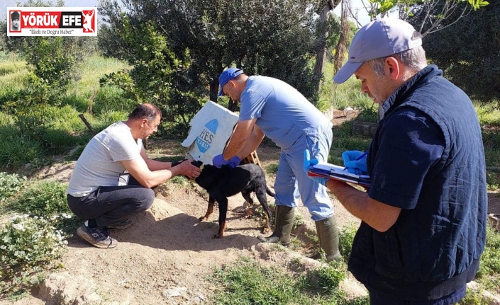 Kuyucak’ta kedi ve köpeklere kuduz aşısı yapıldı
