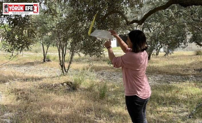 Kuyucak’ta zeytin güvesi uyarısı
