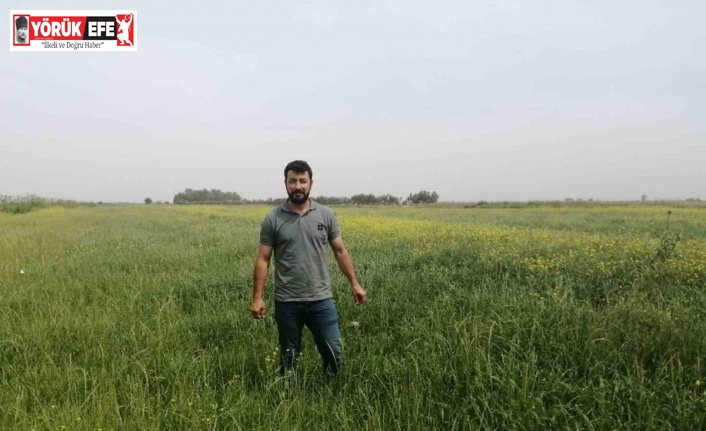 Söke’de yem bitkileri desteği kapsamında tarla kontrolleri gerçekleştirildi