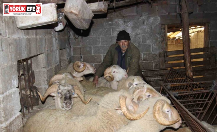 Yıllarca Türkiye’nin her yerini dolaşan kamyon şoförü huzuru koyunlarda buldu