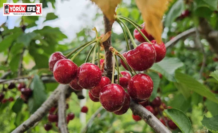 Avra Kirazı’nın kraliyet sofralarına yolculuğu başladı